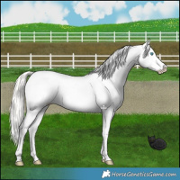 Horse Color:Cremello Appaloosa 