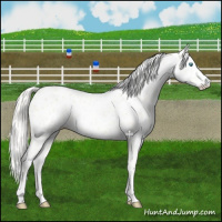 Horse Color:Cremello Leopard 