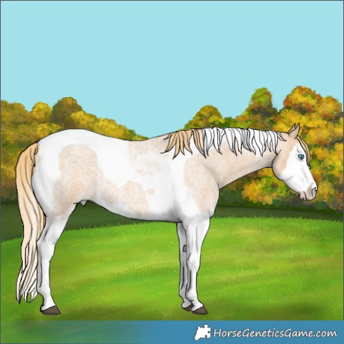 Horse Color:Red Dun Roan Splash Tobiano Rabicano 