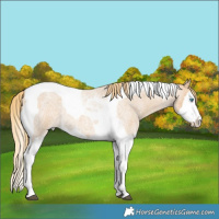 Horse Color:Red Dun Roan Splash Tobiano Rabicano