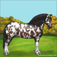 Horse Color:Bay Appaloosa 