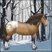 Horse Color:Buckskin Appaloosa 