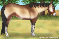 Horse Color:Bay Onyx 