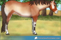 Horse Color:Bay Onyx Appaloosa 