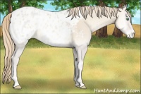 Horse Color:Smoky Creme Onyx Appaloosa 