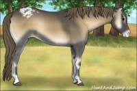 Horse Color:Smoky Blue Onyx Appaloosa 