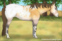 Horse Color:Buckskin Onyx Snowcap 