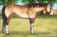 Horse Color:Bay Onyx Splash 