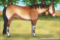 Horse Color:Bay Onyx 