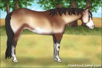 Horse Color:Bay Onyx Frame Appaloosa 