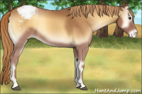 Horse Color:Red Onyx Appaloosa