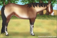 Horse Color:Bay Onyx Appaloosa