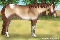 Horse Color:Red Onyx Appaloosa 
