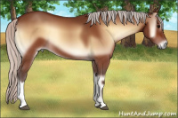 Horse Color:Silver Bay Onyx