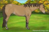 Horse Color:Buckskin 
