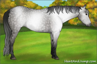 Horse Color:Gray Black Sabino 