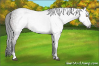 Horse Color:Gray Brown Sabino 