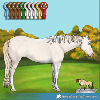 Horse Color:Perlino Dun Tobiano