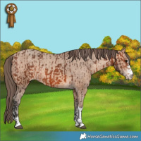 Horse Color:Bay Appaloosa  and Amber Champagne Appaloosa 