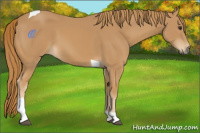 Horse Color:Chestnut Tobiano 