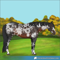 Horse Color:Brown Ice Rabicano