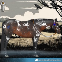 Horse Color:White Spotted Brown Rabicano