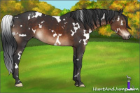 Horse Color:White Spotted Brown 