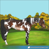 Horse Color:White Spotted Brown 