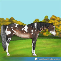 Horse Color:White Spotted Brown Sabino 