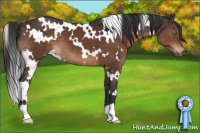 Horse Color:White Spotted Brown 