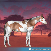 Horse Color:Bay Splash Tobiano