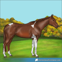 Horse Color:Chestnut Tobiano 