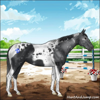 Horse Color:Black Tobiano 