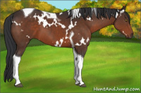 Horse Color:White Spotted Brown Tobiano 