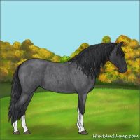 Horse Color:Blue Roan Tobiano