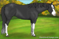 Horse Color:Black Splash 