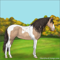 Horse Color:Amber Champagne Tobiano 
