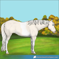 Horse Color:Cremello Dun Tobiano 