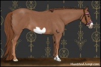 Horse Color:Red Roan Frame