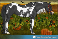 Horse Color:Black Tobiano 