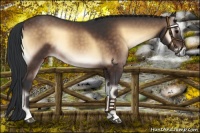 Horse Color:Brown Onyx