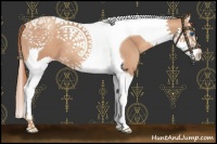 Horse Color:Gold Champagne Splash Tobiano