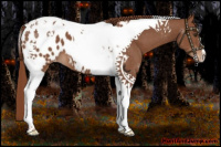 Horse Color:Chestnut Tobiano Appaloosa