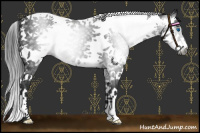 Horse Color:Gray Black Splash Tobiano 