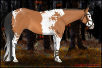 Horse Color:Bay Splash Tobiano 