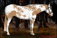 Horse Color:Chestnut Splash Tobiano 