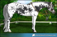 Horse Color:White Spotted Black Splash Tobiano Frame Varnish