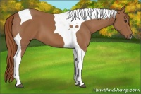 Horse Color:Chestnut Tobiano