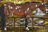 Horse Color:White Spotted Bay 