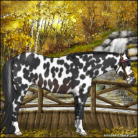 Horse Color:Brown Appaloosa 